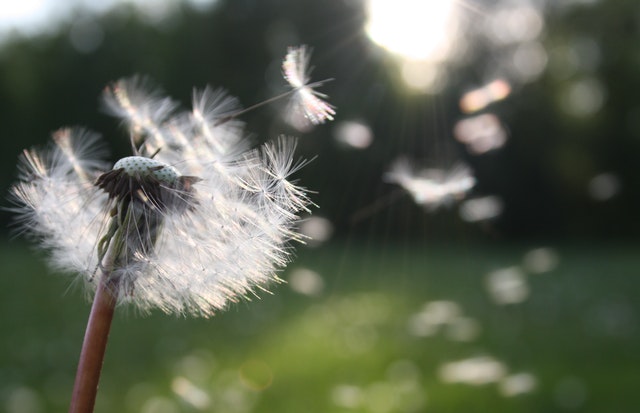 Hay fever, Kenalog and COVID-19: Why this summer is different