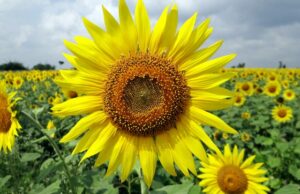 Are you prepared for hay fever season?